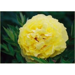 Nasiona Piwonia żółta szt.2 Nxx72